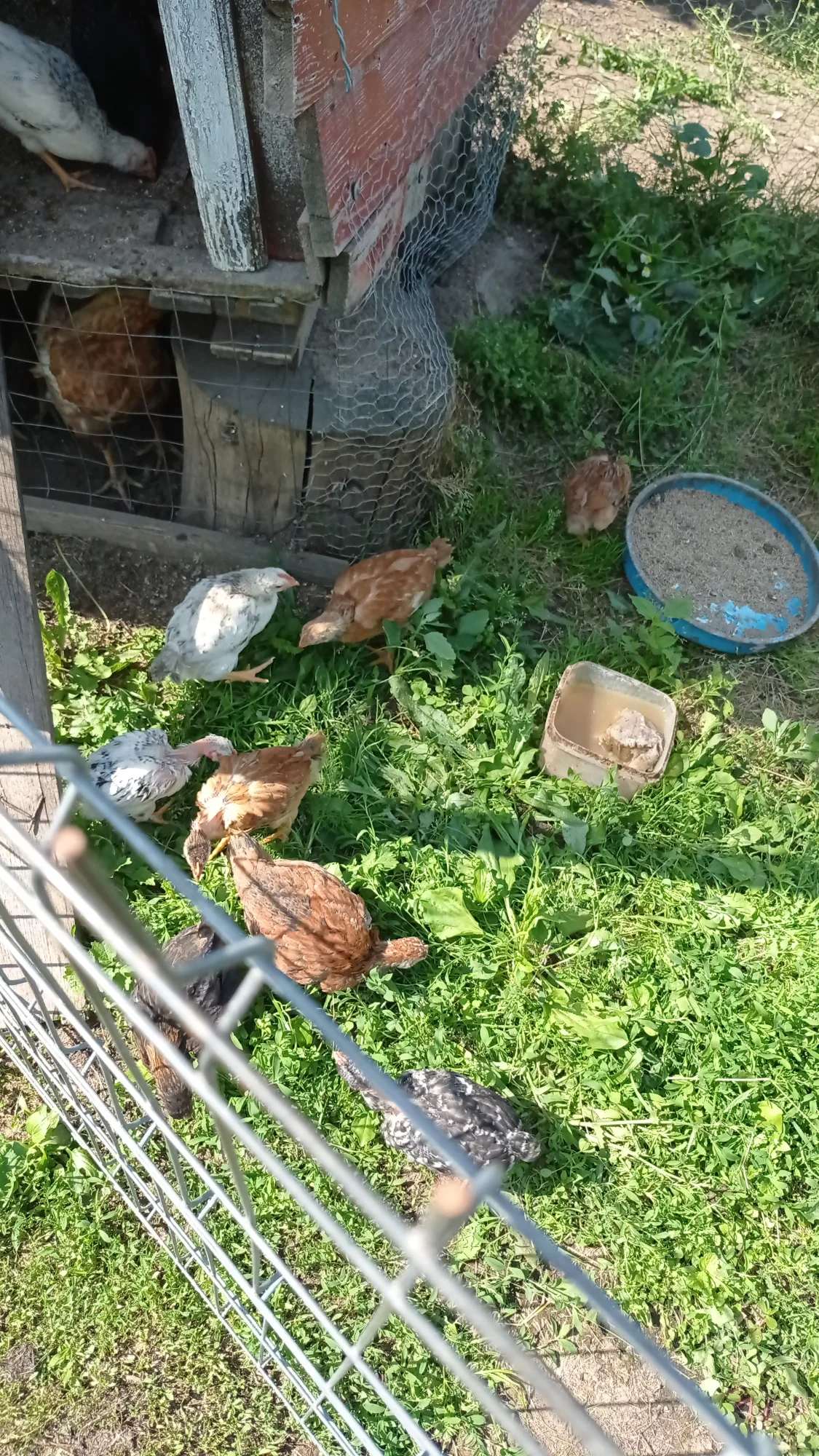 Găini crescute în gospodăria La Poieni